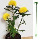 Suporte Inteligente Adaptável para Plantas | PlantFlex