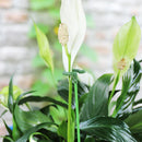 Suporte Inteligente Adaptável para Plantas | PlantFlex